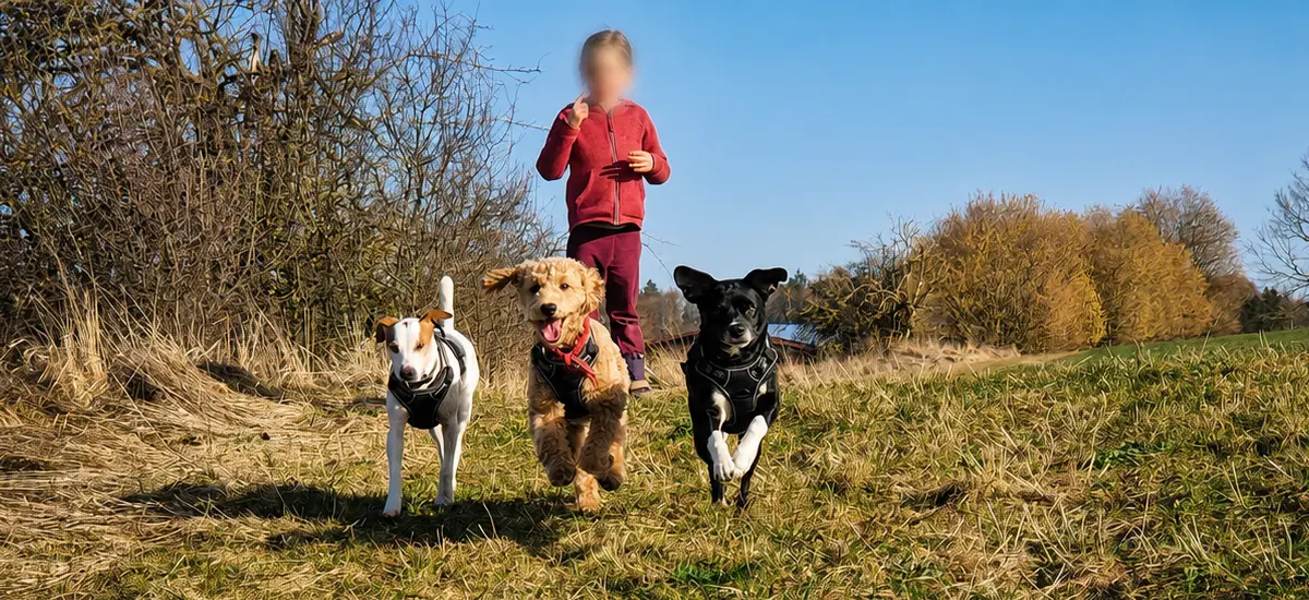 Hunde beim ruhigen Begegnungstraining gegen Hundeangst